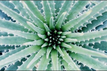 Aloe Vera nedir?