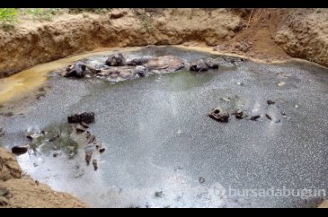 Tayland ormanlarında 5 fil ölü olarak bulundu