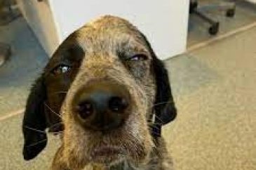 Köpeğin canına kıyan şahıs cezasız kalmadı...
