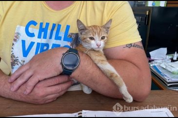 Otomobilin çarptığı kedi yaşam savaşı veriyor