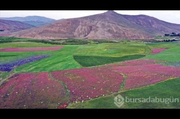 Ağrı'da tarlalar ve dağlar rengarenk çiçeklerle kaplandı
