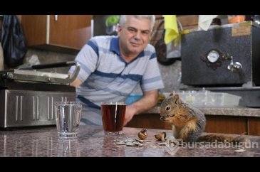 Bitkin halde bulup beslediği sincap çay ocağında "işçi" oldu