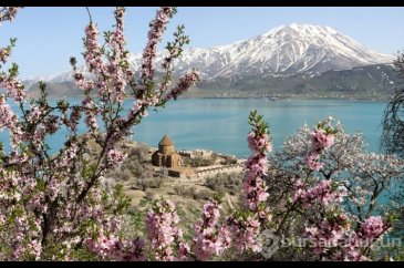 Akdamar Adası ağaçlarının çiçekleriyle renklendi