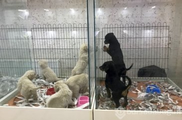 Pet shopların  satışında son günler