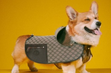 Gucci'den evcil hayvan koleksiyonu