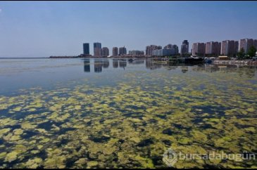 İzmir'de yosun istilası