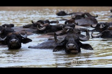 Muş'ta mandaların süt veriminin artması için Murat Nehri'nde serinl...