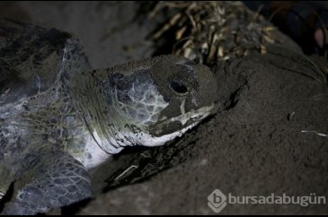 Deniz kaplumbağaları sahillere yumurta bırakmaya başladı