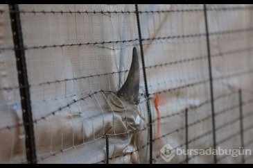 Mozambik, 40 yıl sonra beyaz gergedanlara kavuştu