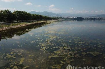 İzmit Körfezi yosunlarla kaplandı