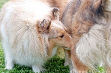 Erkek köpeğiniz bu hareketi yapıyorsa dikkat!
