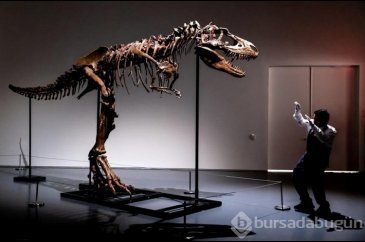 76 milyon yıllık dinozor iskeleti açık artırmada