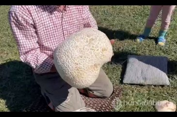 Doğada gezerken dev mantar buldu