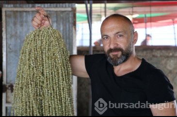 Düğünlerde gram altının yerini aldı, kilosu 850 TL'den satılıyor!