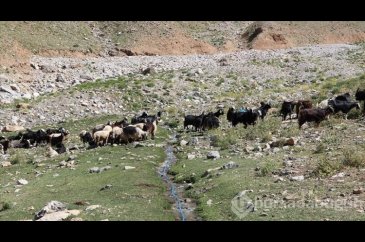 Besiciler hayvanları için Mereto Dağı eteklerindeki yaylaya çıkıyor
