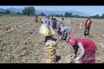 Bursa'da patates hasadı başladı