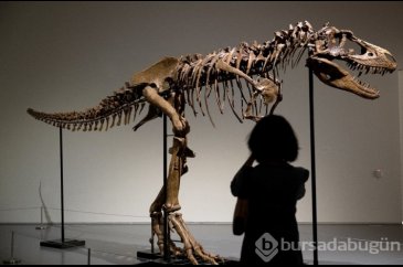 Gorgosaurus türü dinozor iskeleti 6 milyon dolar