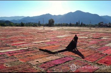 Antalya'nın halı tarlaları görsel şölen sunuyor