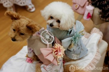 Sıcaktan bunalan kedi ve köpekler için ilginç fikir!