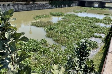 Asi Nehri'ni su sümbülleri kapladı