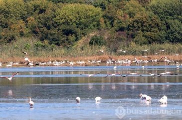 Flamingoların görsel şöleni başladı