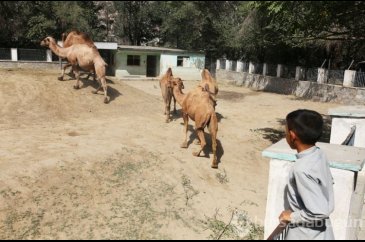 Afganistan'ın Kadın-erkek ayrımı hayvanları zora soktu
