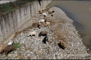 Çoban uyudu, sürü derede mahsur kaldı
