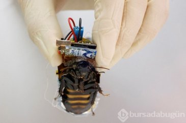 Robot böcekler hayat kurtaracak