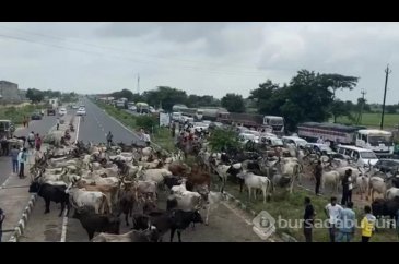 Hindistan'da binlerce sığır sokağa salındı