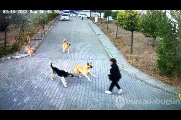 Lise öğrencisi köpek saldırısından okul çantasıyla kurtuldu