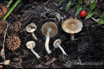 Sığla ormanlarında keşfedilen endemik mantar türü için uyarı