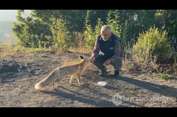Eliyle beslediği tilki Maykıl can dostu oldu