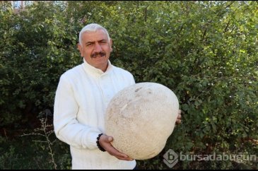 Yürürken buldu: Kestane olsaydı tatlı yapacaktım
