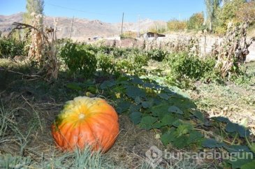 Hakkarili çiftçi yaklaşık 100 kilogramlık bal kabağı yetiştirdi
