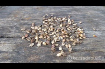 Artvin'i böcek bastı