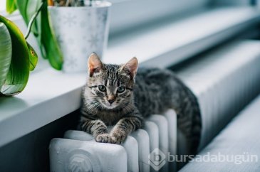Kediler olmasaydı dünyanın sonu mu gelirdi? 