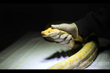 El koyulan albino piton yeni yuvasında