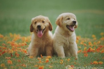 Köpekler için tehlikeli olan besinler