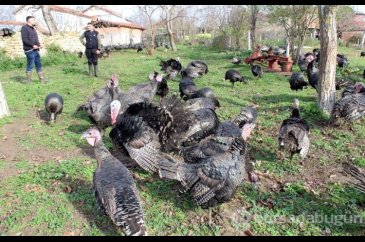 Yılbaşı hindileri bin liraya ulaştı