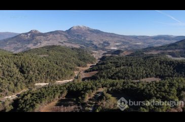 Ormancılar çam nöbetinde