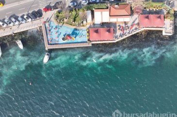 İstanbul Boğazı'ndaki denizanaları tedirgin ediyor