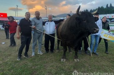 Boğa Güreşleri'nin geçen yılki şampiyonu 'Vefa' satıldı