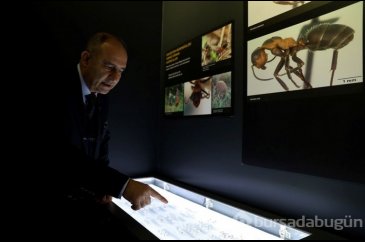 Trakya Üniversitesi Doğa Tarihi Müzesi'nde yeni örnekler getiriliyor
