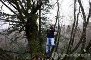 Tesadüfen bulunan 661 yaşındaki ağaç koruma altına alındı