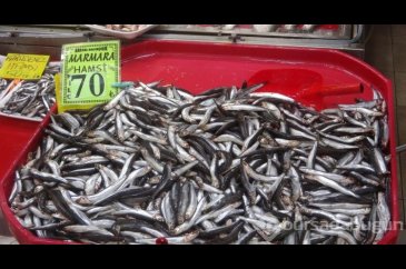 'Denizin prensi' Lüfer'in kilosu 400 lirayı buldu