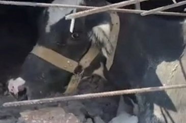 Enkaz altında kalan inek 17'nci günde çıkarıldı