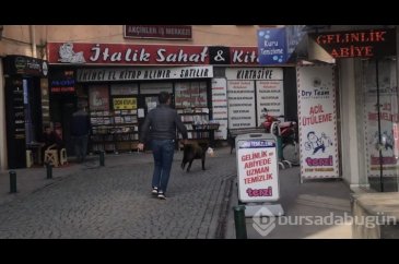Eskişehir'de Sokak köpeği mağazadan oyuncak çaldı