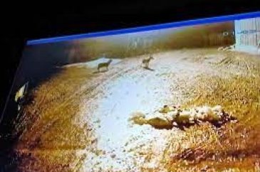 Güvenlik kamerası o anları kaydetti! Gece vakti köyü bastılar