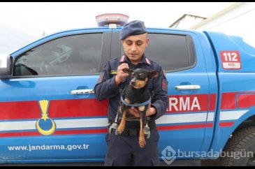 Jandarma personeli felçli köpek Çiko için yürüteç yaptı