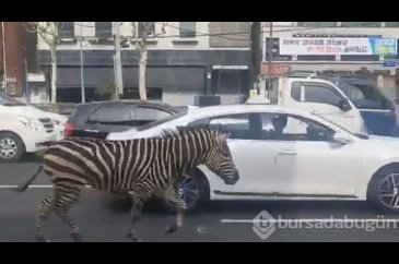 Zebra şehre indi